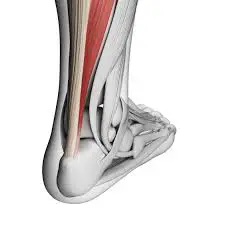 7 Useful Tips On How To Prevent Achilles Tendon Injury